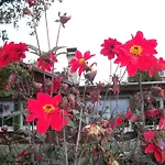 Winckler-Haeuschen